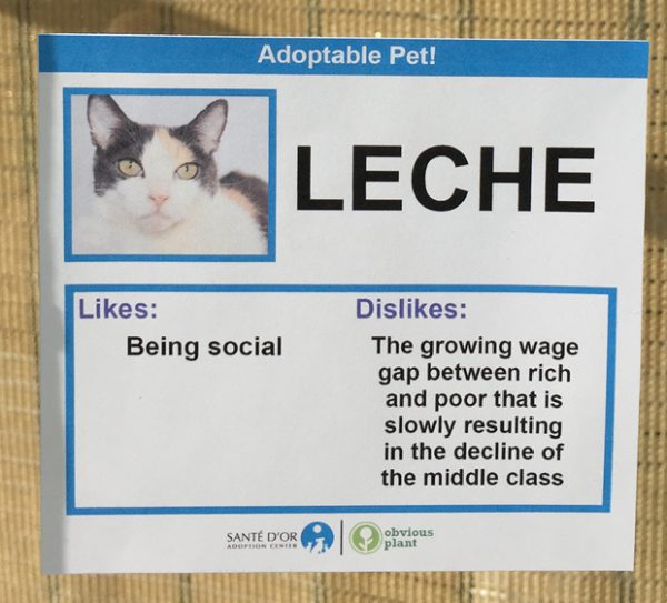chat-leche chat-leche