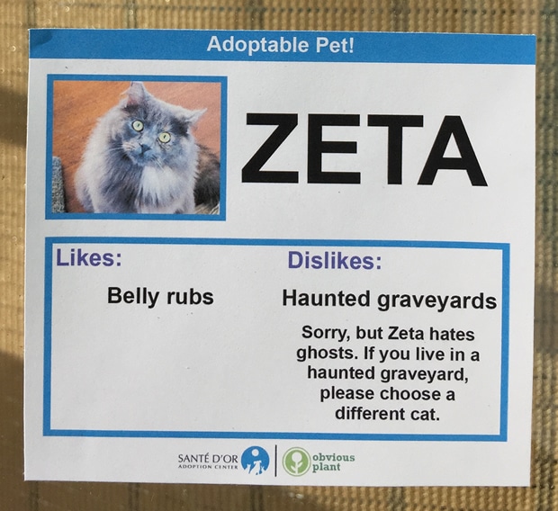 chat-zeta