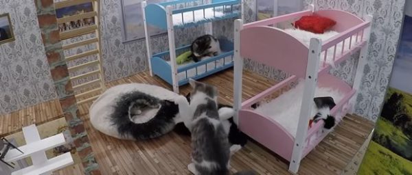emission-chats-1 emission-chats-1