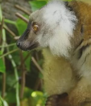 video-lemuriens-defonces