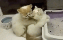 calin calin