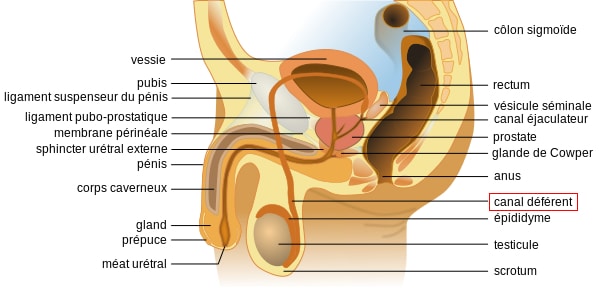 canal-deferent