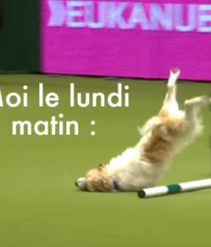 chien-video