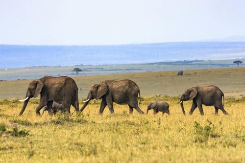 famille-elephants
