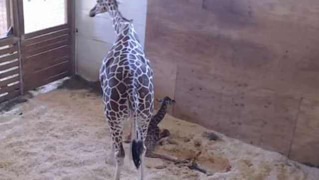 april-girafe-girafon-naissance-live