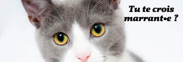 Les Chats Entrent Dans Tout Ce Qui A La Forme D Une Boite