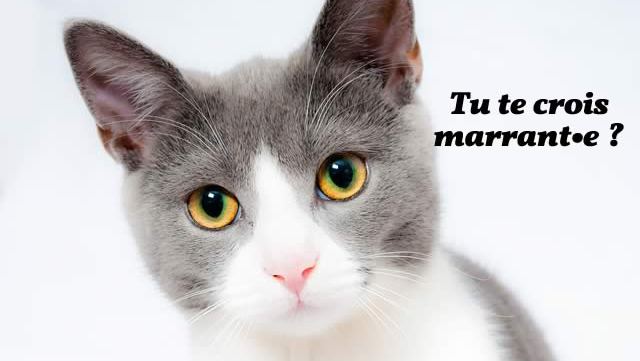 chat-boite-experience.jpg chat-boite-experience.jpg