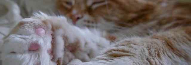 Le Plus Long Chat Du Monde Omar Est Sur Instagram