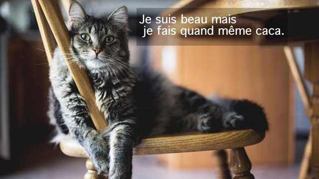 chat-litiere-appartement