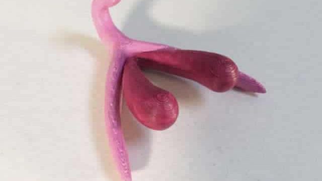 clitoris-manuel-scolaire