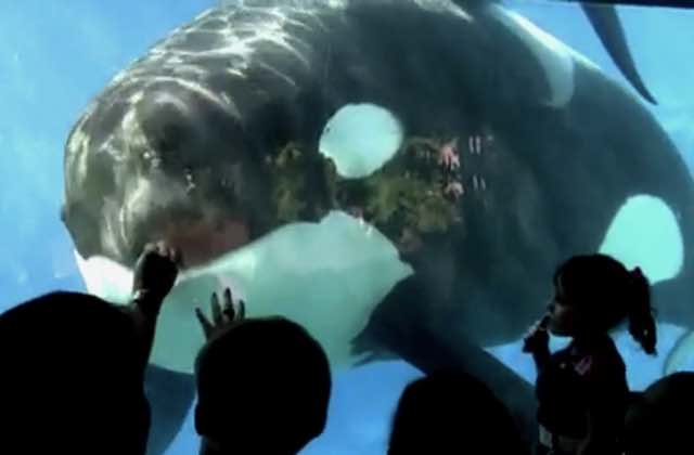 dauphins-orques-captivite