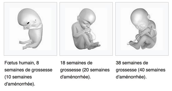 embryon-8-semaines