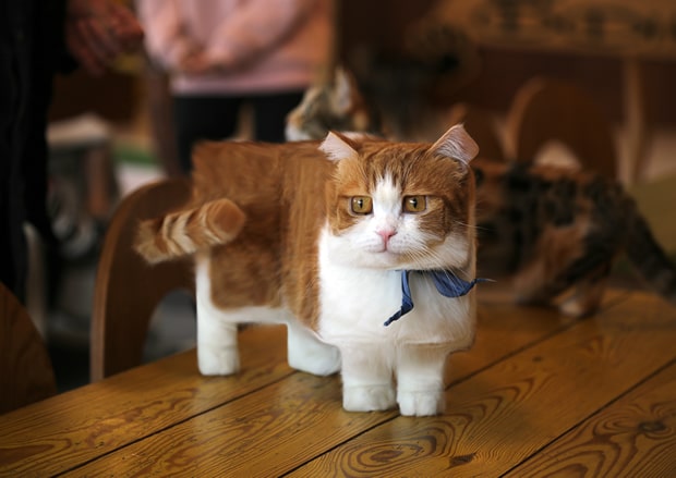 minecraft-chat minecraft-chat
