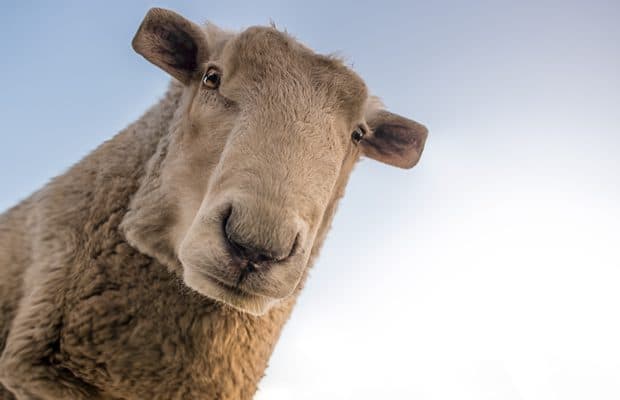 minecraft-mouton minecraft-mouton