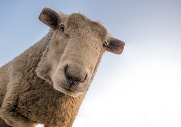minecraft-mouton minecraft-mouton