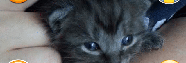 J Ai Sauve Un Chaton Non Sevre Temoignage Madmoizelle Com J Ai Sauve Un Chaton Non Sevre Temoignage Madmoizelle Com