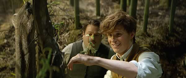 newt-scamander-bowtruckle