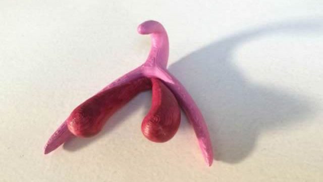 clitinfo-site-clitoris