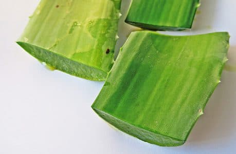 decouverte-aloe-vera-1 decouverte-aloe-vera-1