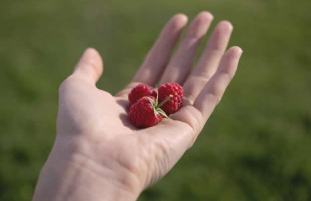framboises framboises