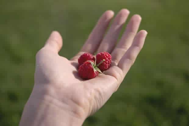 framboises framboises
