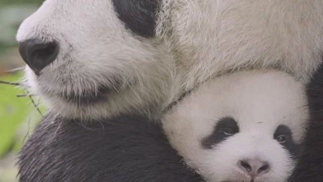 job-calin-pandas