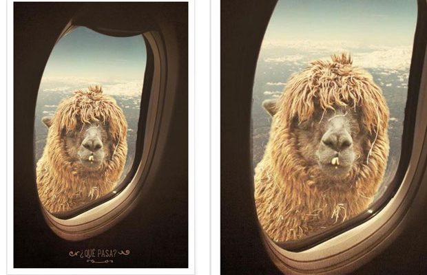 lama9 lama9