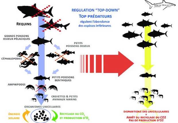 schema-disparition-requins