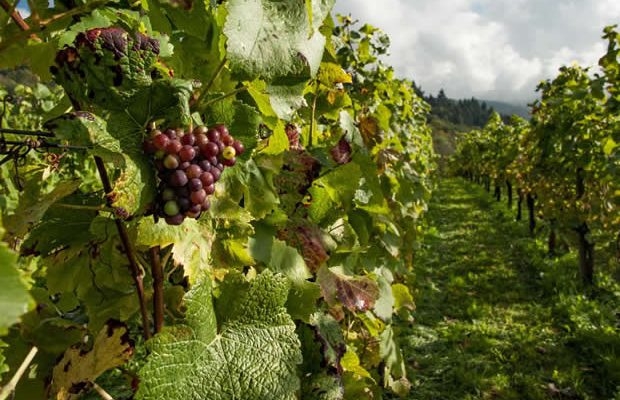 vendanges vendanges