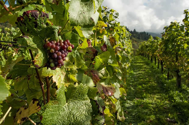 vendanges vendanges
