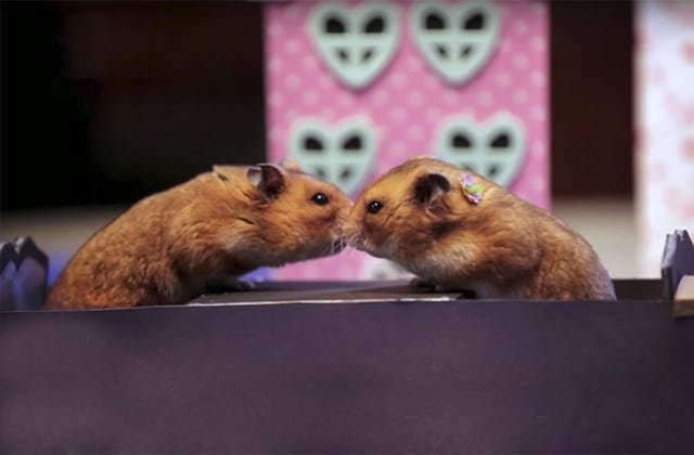 Hamsters bisous