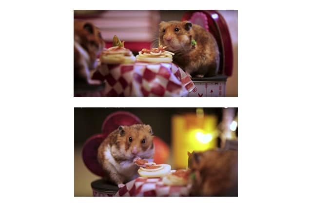 Romantiques hamsters