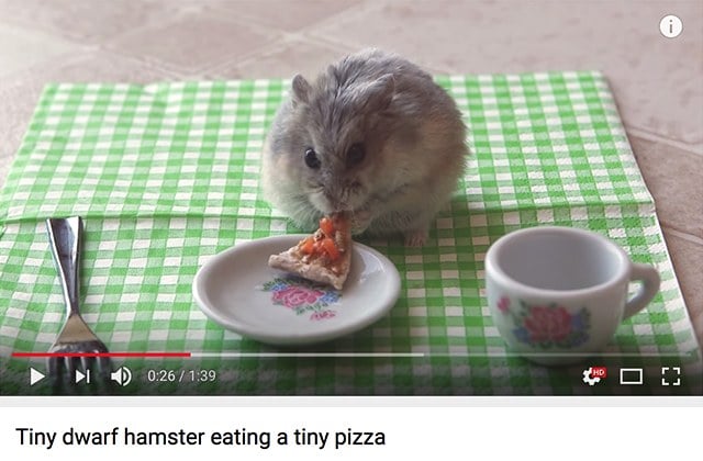 Tiny hamster tiny pizza