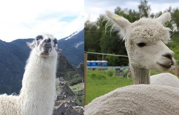 comparatif-lama-alpaga comparatif-lama-alpaga