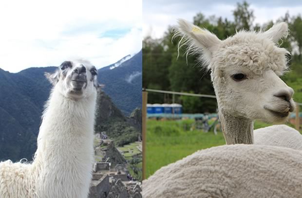 comparatif-lama-alpaga