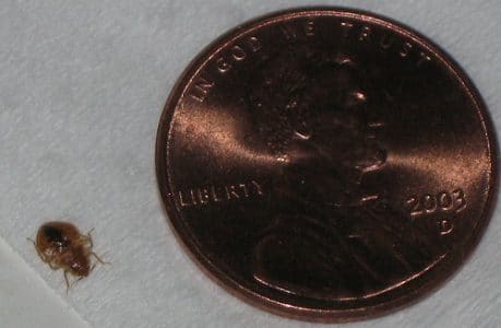 Une punaise de lit à côté d'une pièce de monnaie. Une punaise de lit à côté d'une pièce de monnaie.