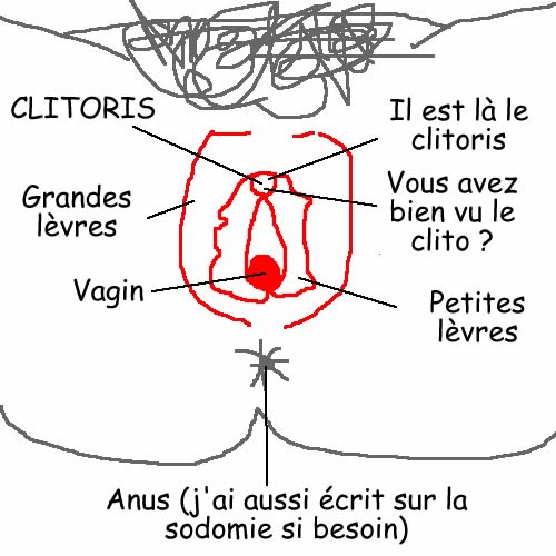 schéma vulve cunniligus