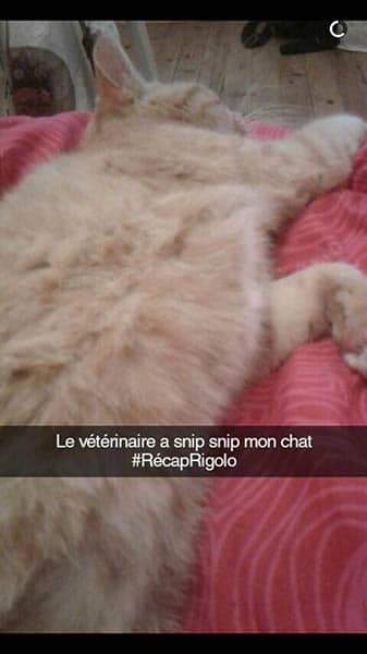 snipsniplechat snipsniplechat
