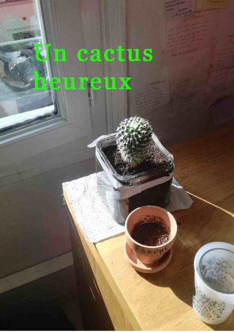 Cactus