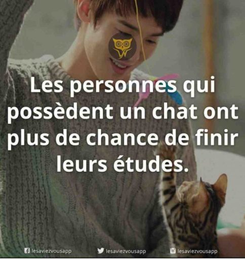 Etudes chat