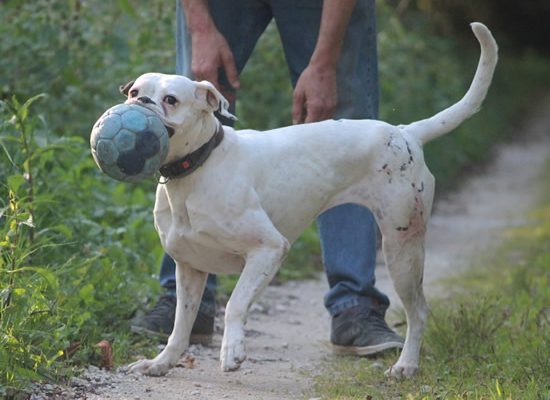 chien-trois-pattes-2 chien-trois-pattes-2