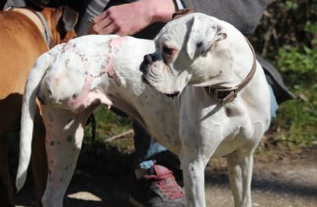 chien-trois-pattes chien-trois-pattes