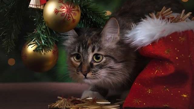 Top 5 des meilleures idées de cadeaux de Noël pour votre chat !