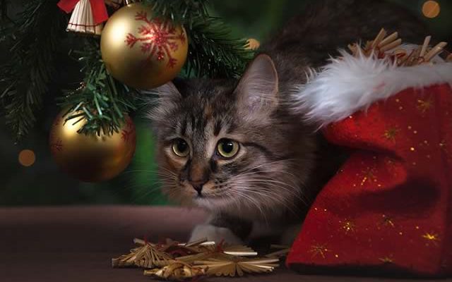 Cadeaux de Noël pour chat et chien 2017 — madmoiZelle.com