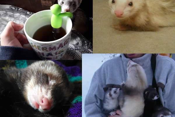 commentaire furet commentaire furet