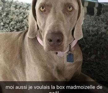 chien box madmoizelle chien box madmoizelle