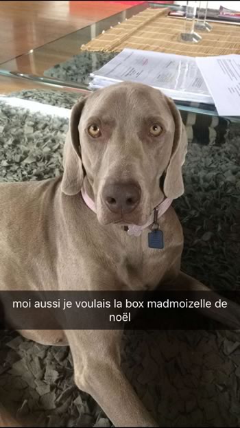 chien box madmoizelle