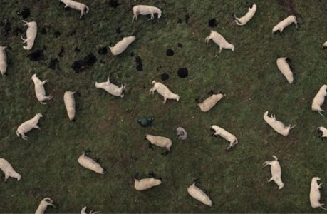 dark-moutons dark-moutons