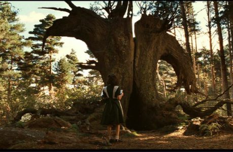 labyrinthe-pan-arbre labyrinthe-pan-arbre