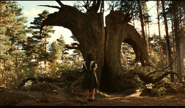 labyrinthe-pan-arbre